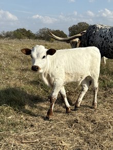 ZNL Whiskey over Ice