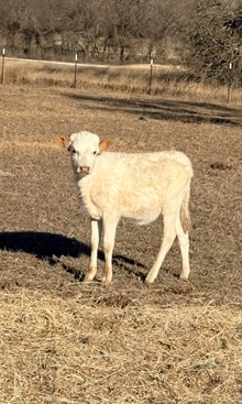 Lil’ Creamy Buttercup