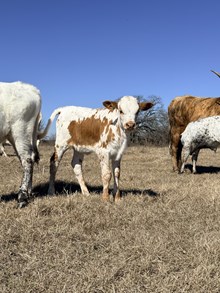 ZNL Easy on the eyez